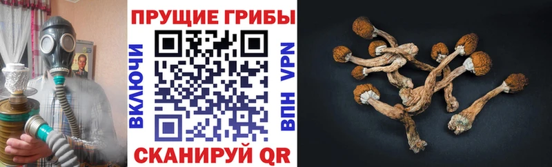 наркошоп  Оханск  Псилоцибиновые грибы GOLDEN TEACHER 
